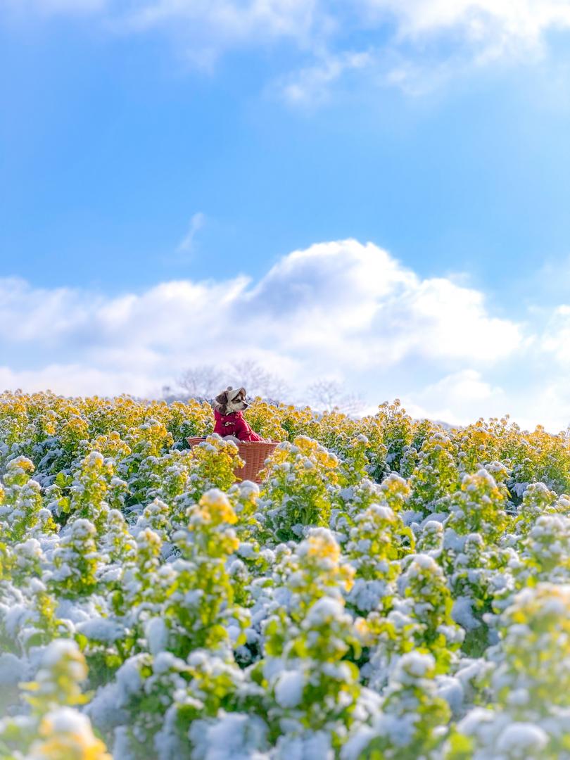 雪化粧の菜の花畑