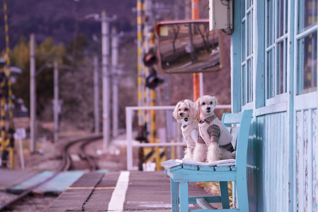 冬のローカル線、ポットとレモンのふたり旅