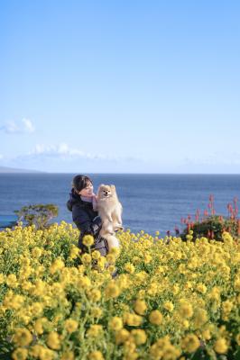 一面の菜の花と海