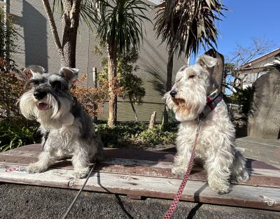 冬なの日差しポカポカ