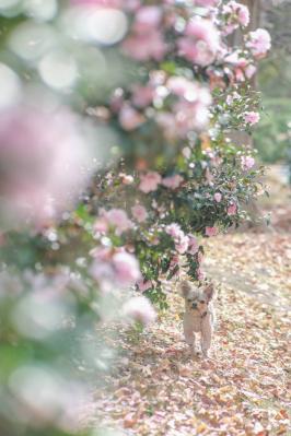 乙女山茶花とオトメンコタロウ