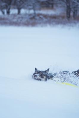 雪の中を泳ぐ犬