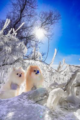 光り輝く冬の調べ