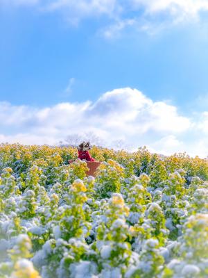 雪化粧の菜の花畑