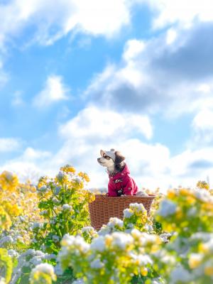 きらきら雪と菜の花