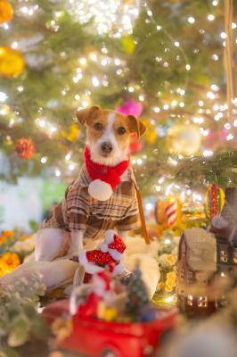 小さなクリスマスの世界