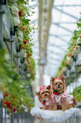 可愛いいちごに囲まれて♡