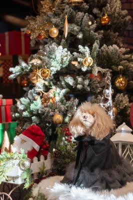 サンタさんへのお願い