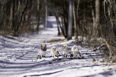 長野の冬景色で、みんなでお出かけ