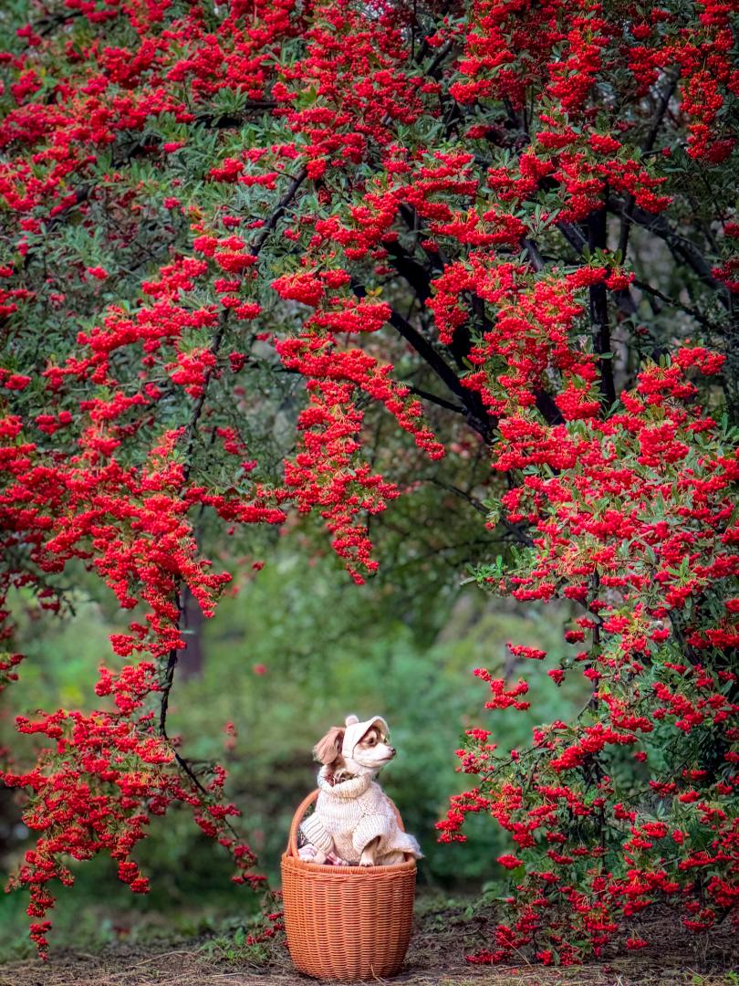 赤い実のアーチ