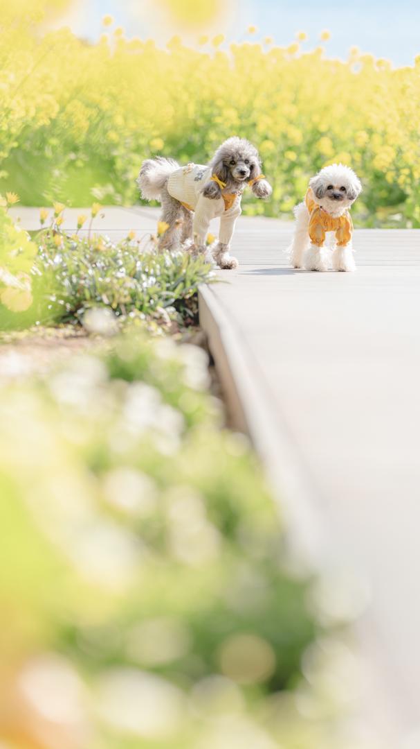 菜の花とわんこ