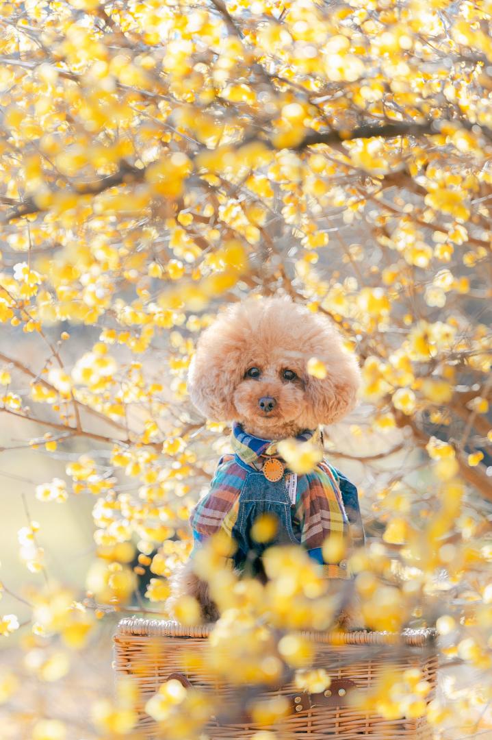 春色に包まれて