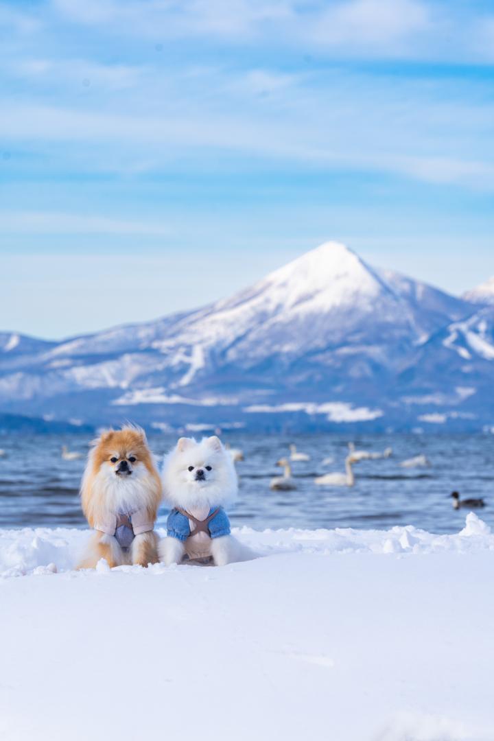 冬の磐梯山と猪苗代湖とイチとコッペ