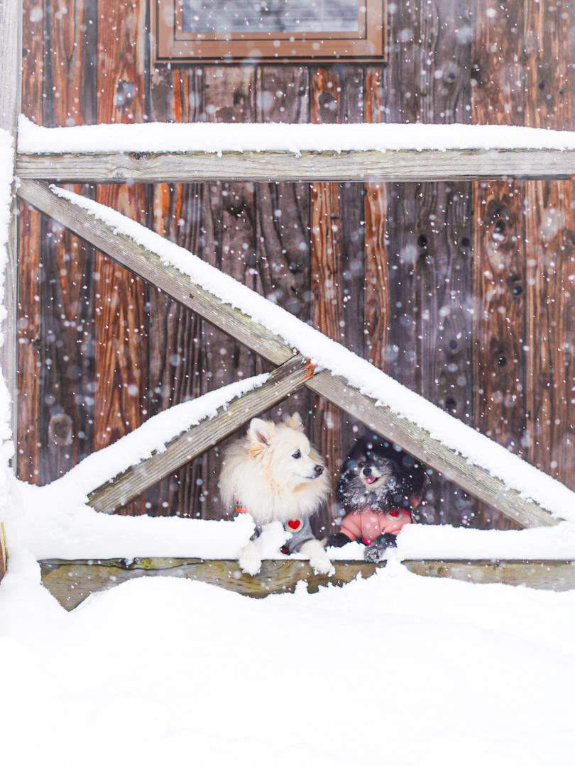 雪美味しかったね