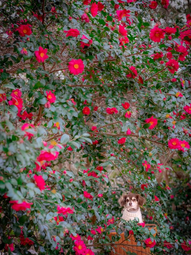 重なり合う山茶花✨