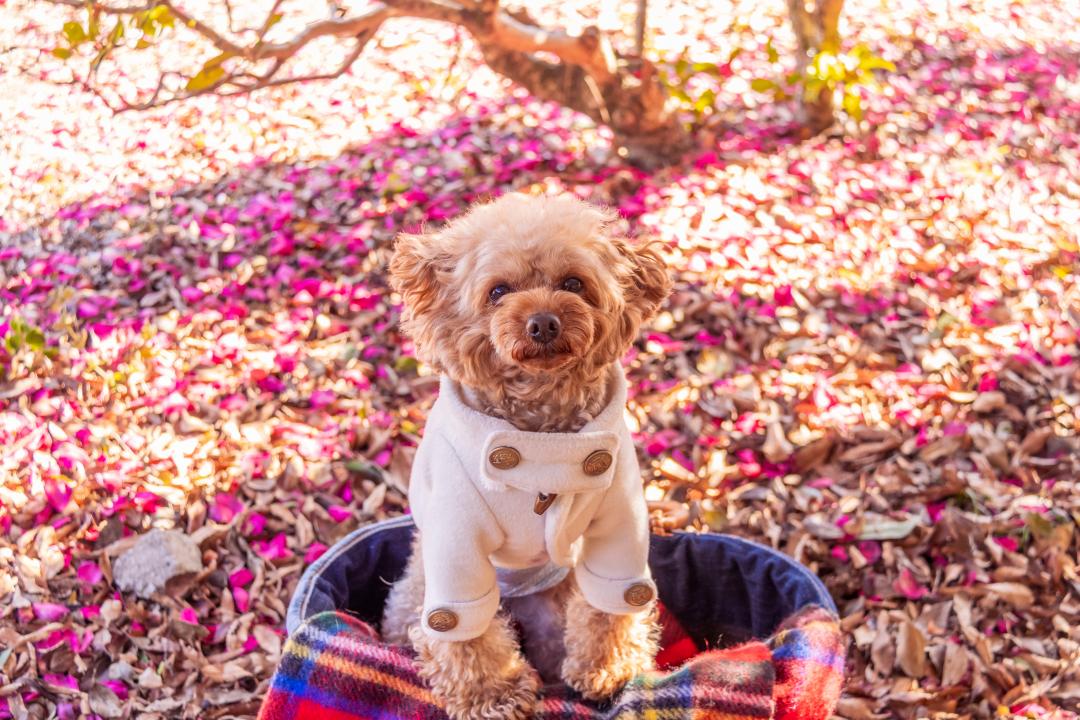 かわいい山茶花♡