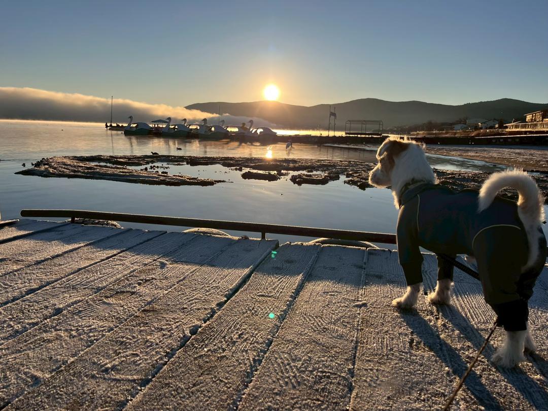 山中湖の朝んぽ