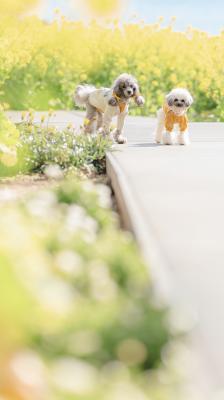 菜の花とわんこ