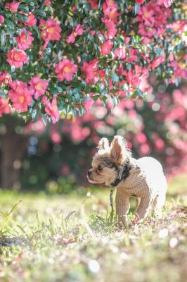キラキラの山茶花