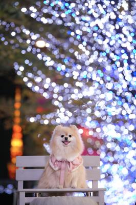 東京タワーとイルミネーション