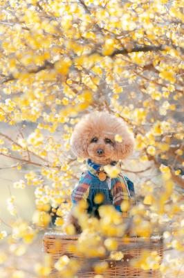 春色に包まれて