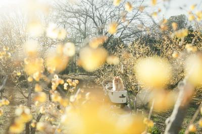 香りの真ん中で