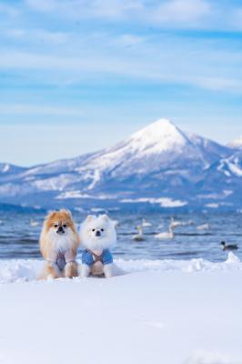 冬の磐梯山と猪苗代湖とイチとコッペ