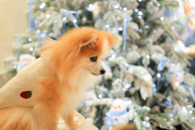 きらきらは苦手