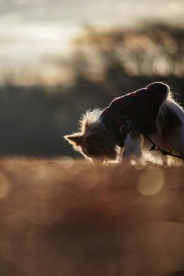 光を食む(はむ)