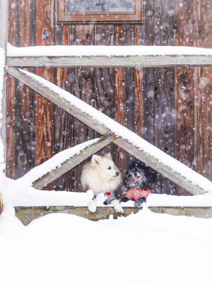 雪美味しかったね