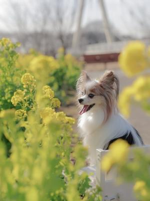 Hello 菜の花ｻﾝ