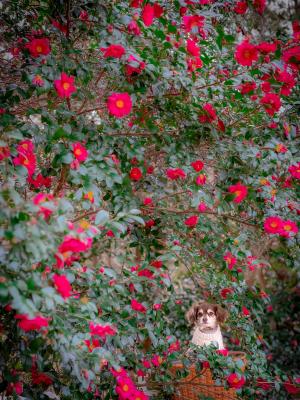 重なり合う山茶花✨