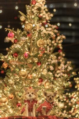 ベイクォーターのツリー