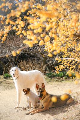 蝋梅の香りを楽しんだよ