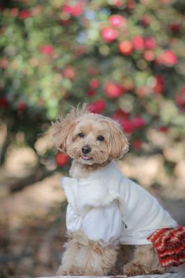 キラキラ山茶花