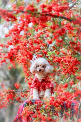 ピラカンサと赤色コーディネート