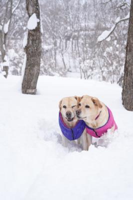 ねぇねぇ雪は楽しいね！