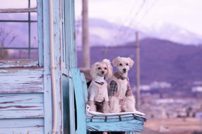 冬のローカル線、冬空の下のポットとレモン