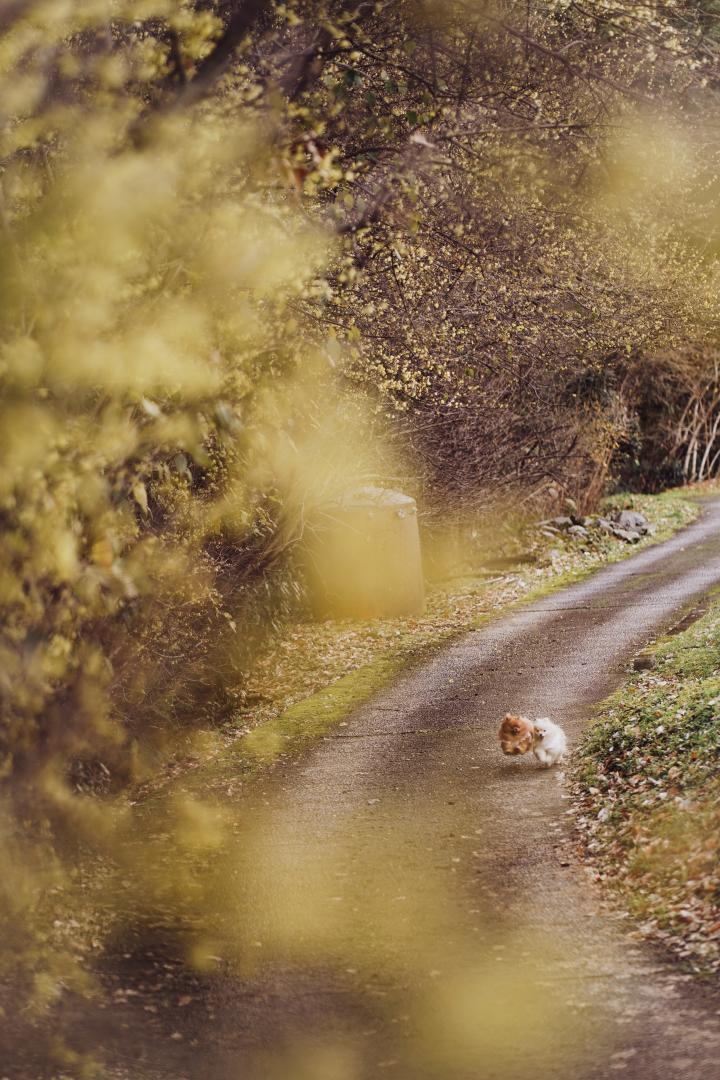 奥河内　蝋梅の里