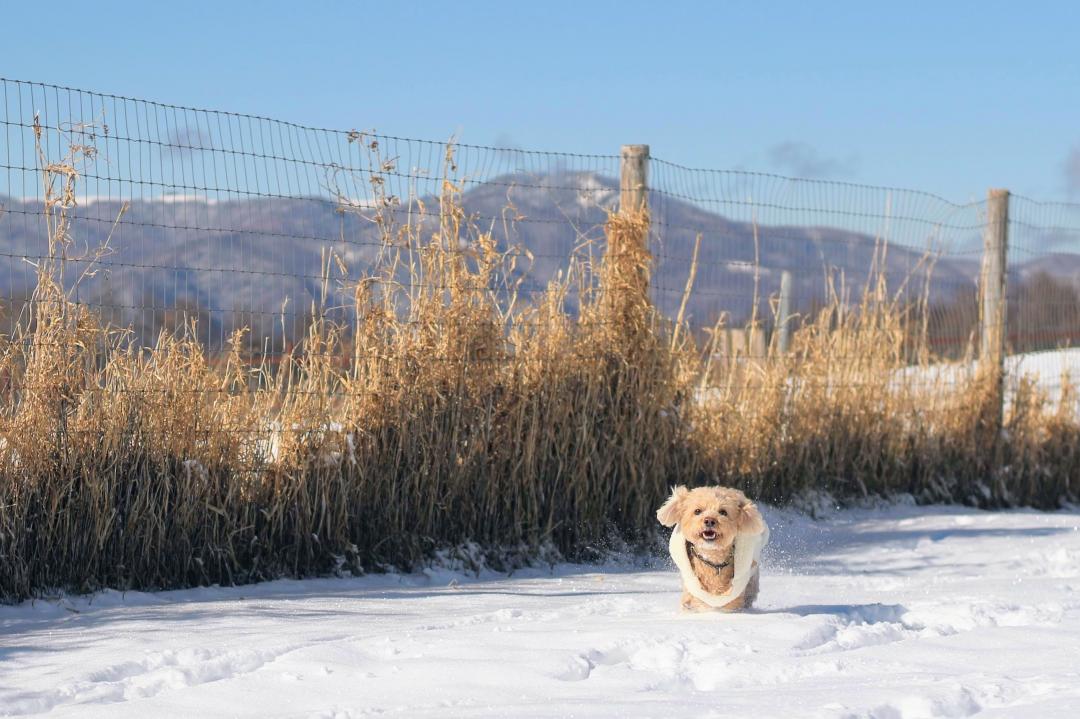 大自然を駆け巡る