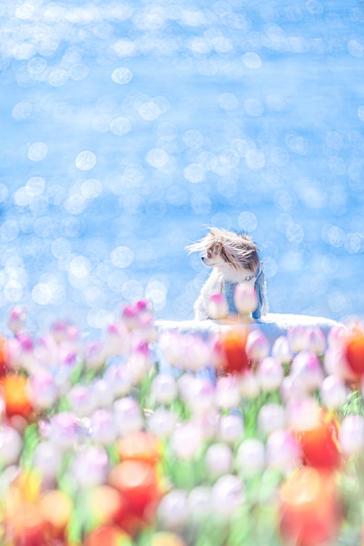 冬の海とチューリップ