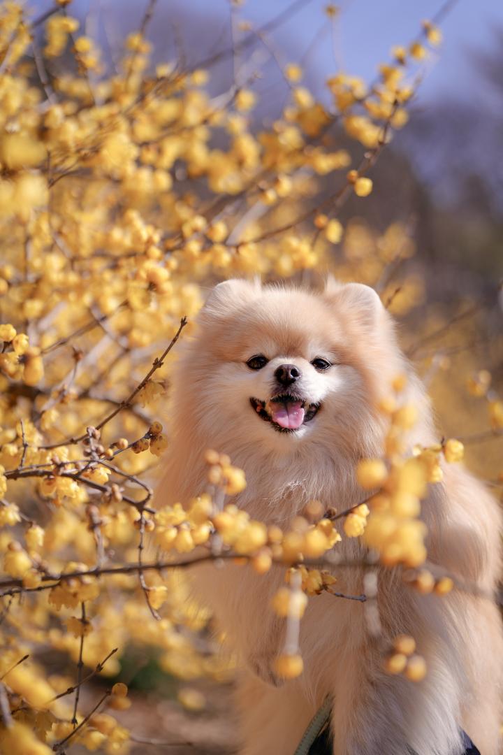 蝋梅の甘い香りに包まれて