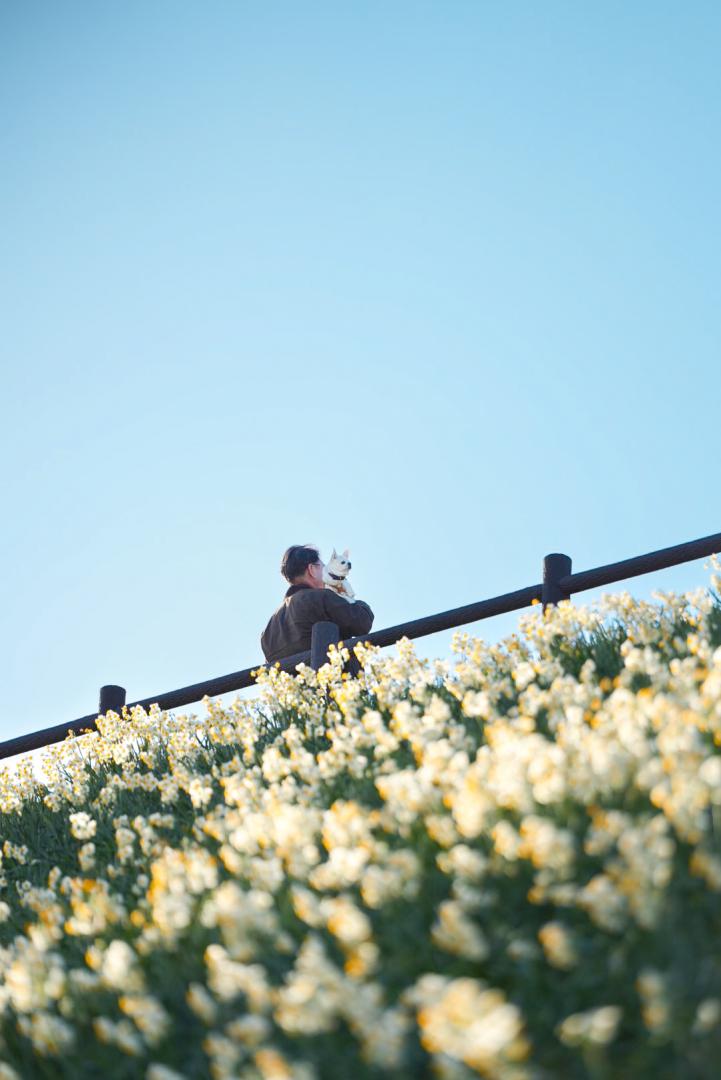 水仙の丘の上で