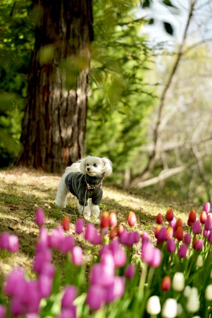 アイスチューリップの咲く小さい森