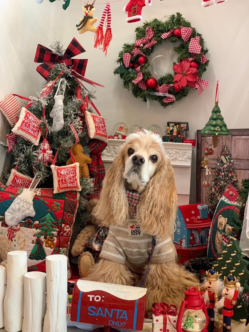 可愛いおじいちゃま