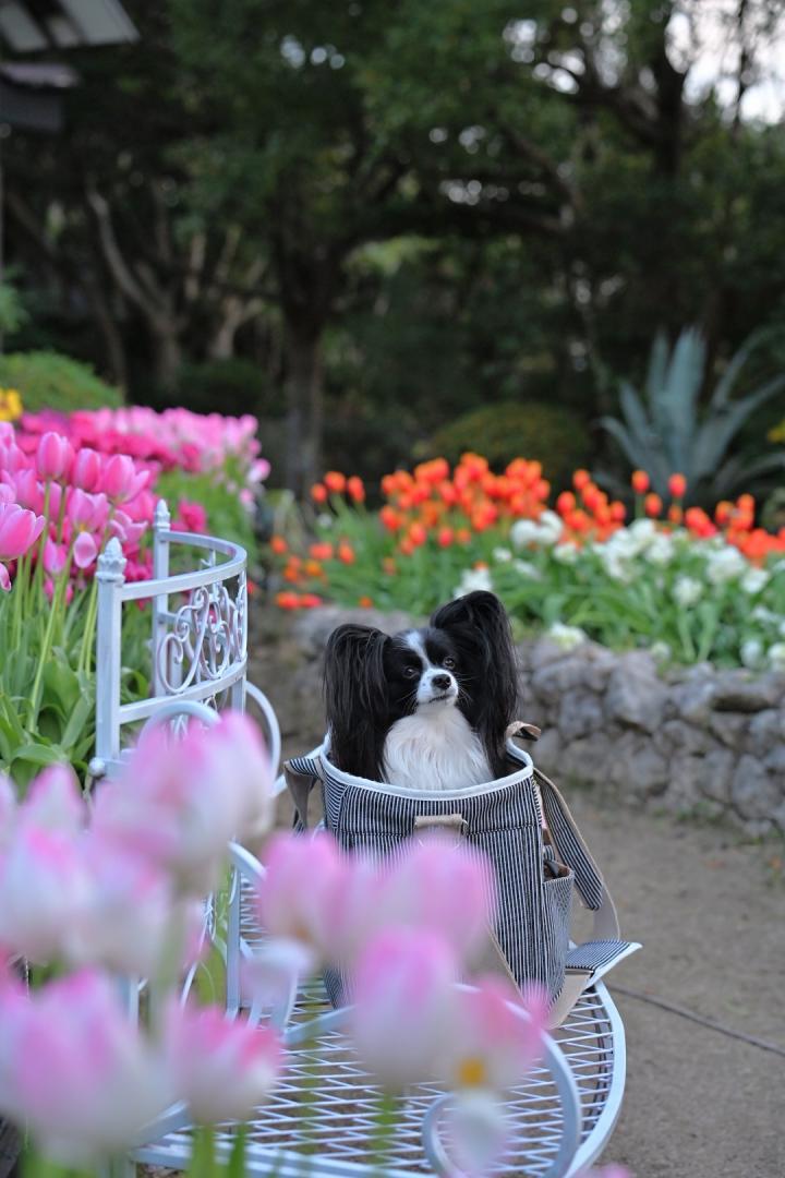 アイスチューリップに囲まれて