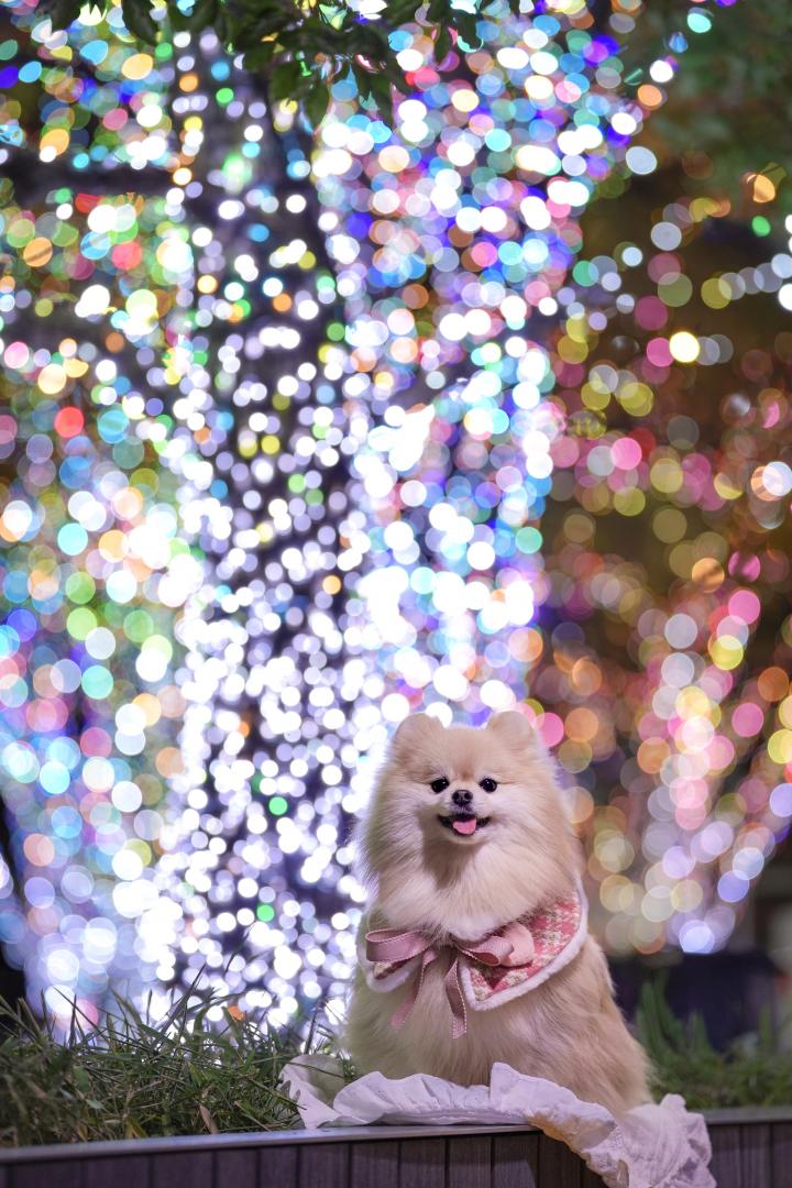 まるでジュエリーのよう