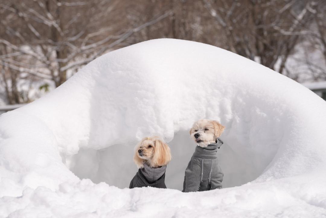 かまくらに入ったよ