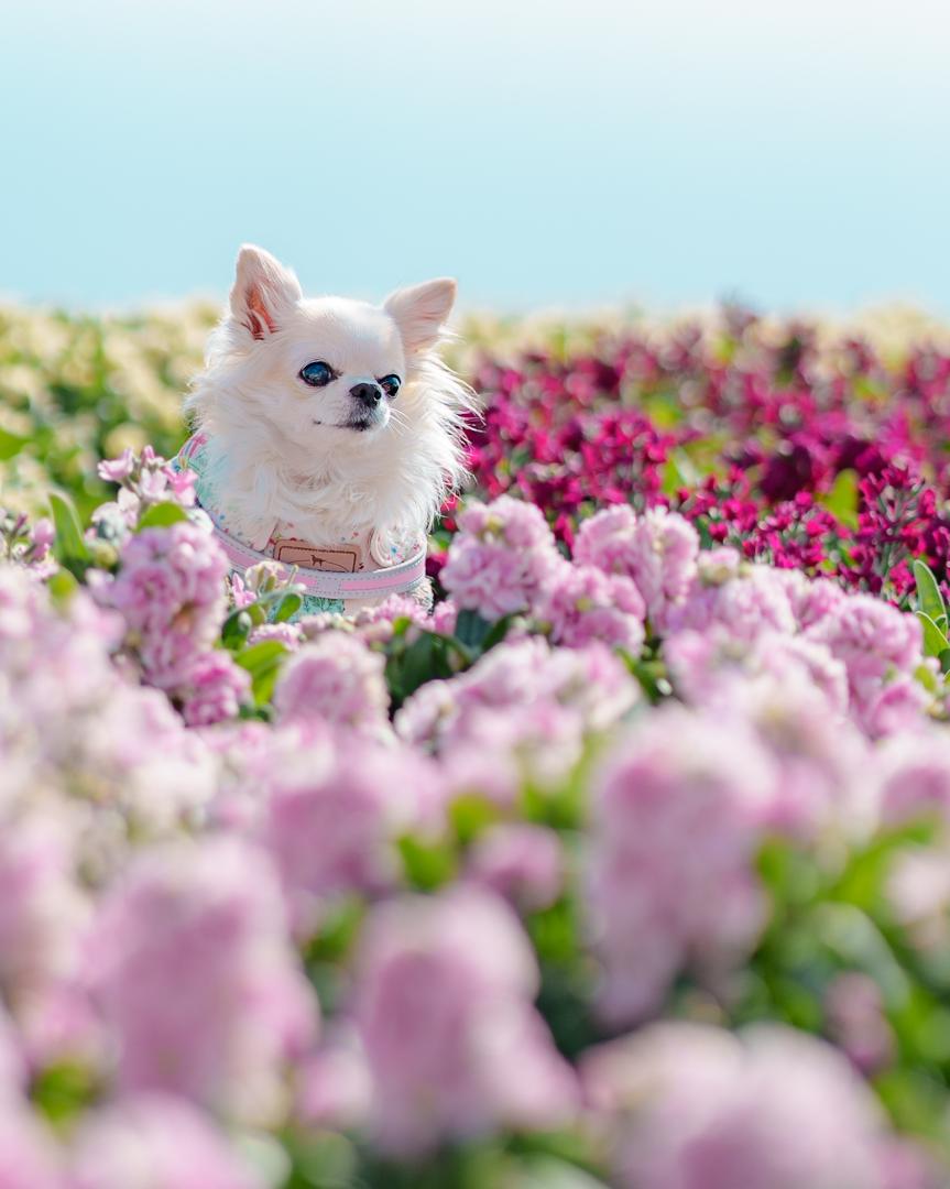 春を感じさせてくれる冬のお花畑で