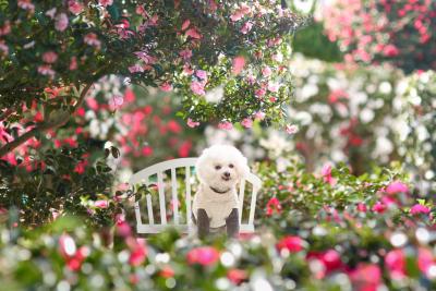 キラキラ山茶花に囲まれて